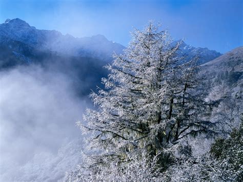 Wallpaper Forest Nature Snow Winter Branch Frost Spruce