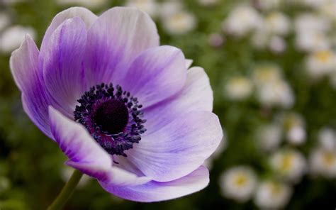 Close Up Photography Of Purple Anemone Flower Hd Wallpaper Wallpaper