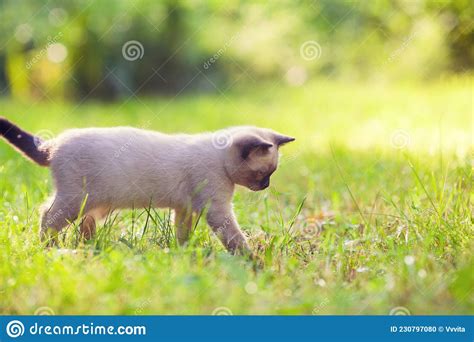 Little Siamese Kitten Walks On The Grass Stock Photo Image Of