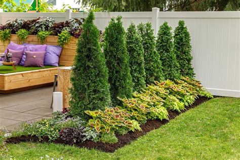 Incredible Privacy Landscaping Plants With Diy Home Decorating Ideas