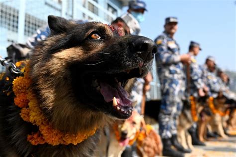 Nepal Hindu Festival 2023 Dogs Pampered As Part Of Celebration—heres