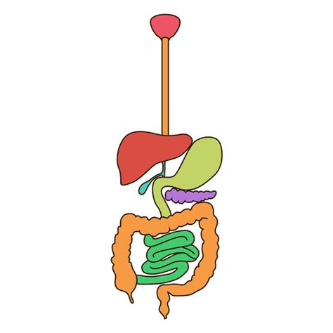 Digestive System Anatomy Illustration Transparent Png Svg Vector File