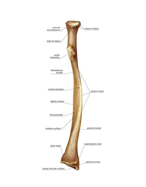 Radius Bone Diagram