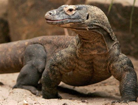 Ada beberapa jenis flora dan fauna di kalimantan timur dan di wilayah lainnya yang begitu rentan punah, maka dari itu tempat perlindungan perlu dibangun untuk. Berbagai Hewan dan Tumbuhan Langka di Indonesia