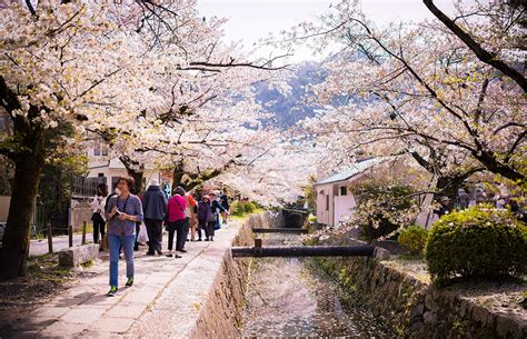 1 Day Kyoto Cherry Blossom Walking Itinerary Travel Caffeine
