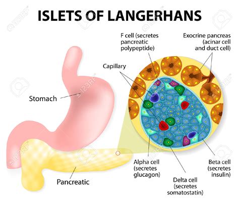 Functions Of Pancreas Biological Science Help Blog Biochemistry