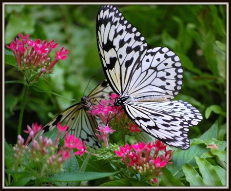 Beautiful Butterfly Picturespool Beautiful Butterfly Wallpapers
