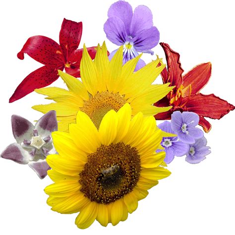 Birthday Flowers Png Hd Transparent Birthday Flowers Hdpng Images