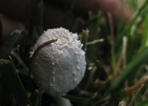 Leucocoprinus Sp Jacob Kalichman Flickr