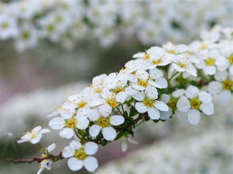 White Spiraea Flowers Close Up Stock Image Image Of Floral Close