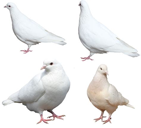 White Pigeons Png Image