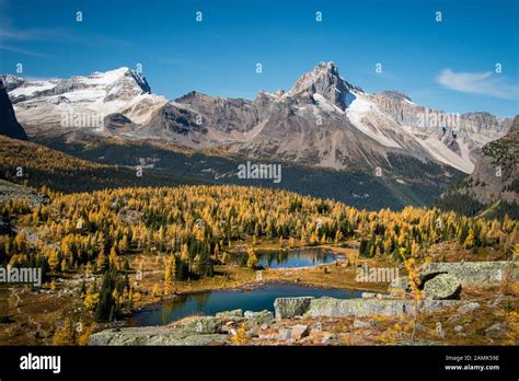 Autumn In Lake Ohara Yoho National Park Canada Stock Photo Alamy