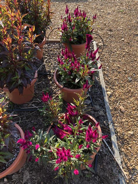 Celosia does need a little bit of maintenance throughout the growing season. CELOSIA Intenz Dark Purple - container | Truck Crops Trial ...