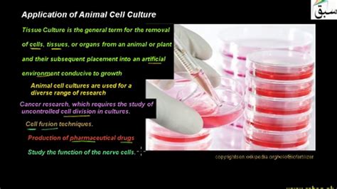 In cell culturing, culture medium is added to nourish the cells. Application of Animal Cell Culture, Biology Lecture ...