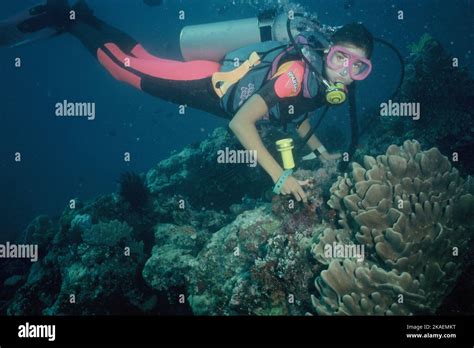 Maldives Young Woman Scuba Diver Exploring Coral Reef Stock Photo Alamy