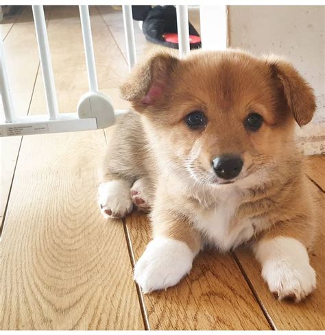 See more of corgi puppies ph on facebook. ONE LEFT KC Registered Corgi Puppies for sale | Leominster ...