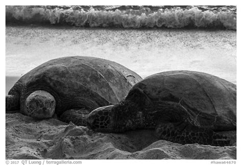 Black And White Picture Photo Sea Turtles And Surf Laniakea Beach
