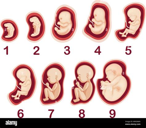 Un Vector De Desarrollo Embrionario Humano Ilustración Imagen Vector De