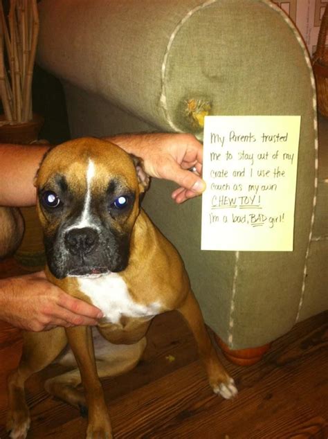 Boxer Shame Bahaha That Face With Images Boxer Dogs Cute Funny