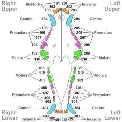 Tooth roots for which no periodontal ligament space is readily detected and where no periodontal. Canine dentition | Vet tech school, Vet tech student