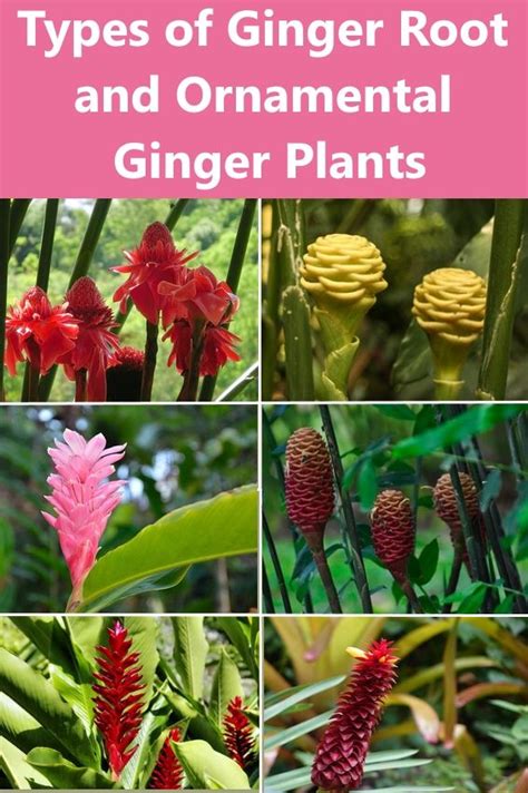 Types Of Ginger Root And Ornamental Ginger Plants In 2021 Ginger
