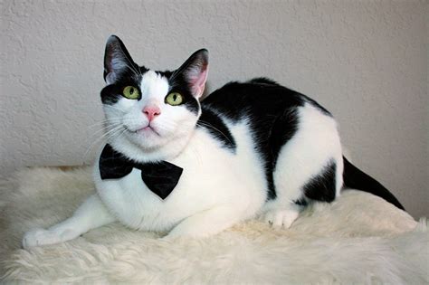 Tuxedo American Shorthair Cat Black And White