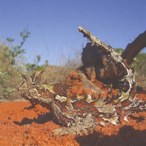 Thorny Devil Shark Bay