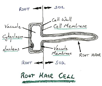Maybe you would like to learn more about one of these? Plant Tissue - GCSE Biology (Triple) AQA Revision - Study ...