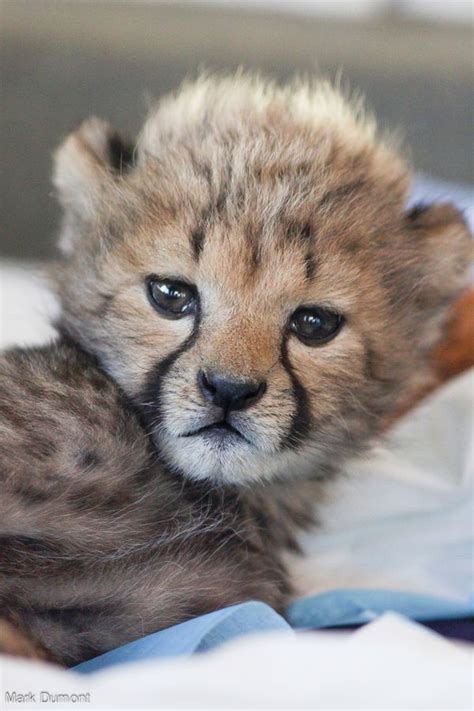 A Lone Cheetah Cub Rejected By His Mother At Wildlife Safari Joins A
