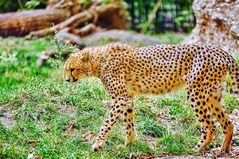 รูปภาพjaguarundi เลือกดูภาพถ่ายสต็อก เวกเตอร์ และวิดีโอ249 Adobe Stock