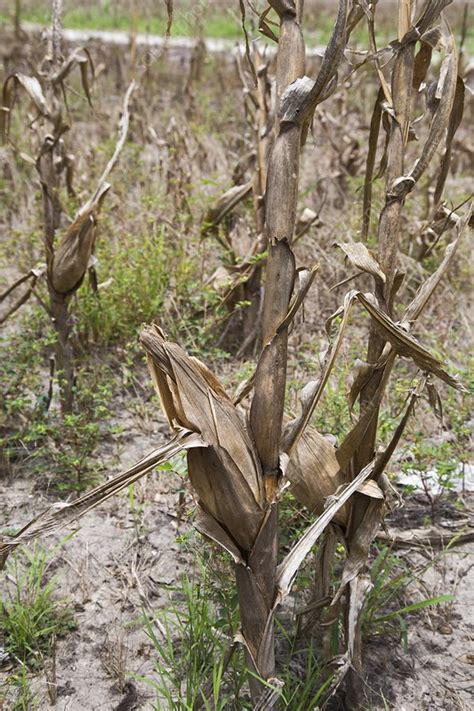 Drought-affected maize crop - Stock Image - C020/9800 ...