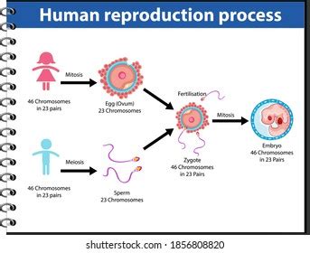 Reproduction Process Human Infographic Illustration Stock Vector Royalty Free