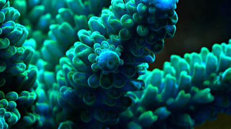 Sea Blue Anemone Underwater Hd Anemone Wallpapers Hd Wallpapers Id