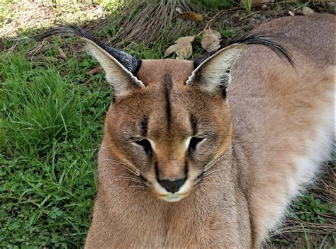 Cannundrums Caracal