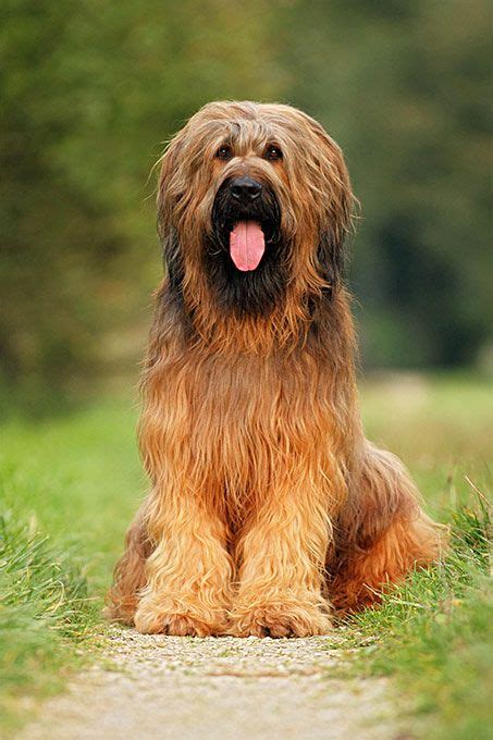 Briard Dog Breed Information Pictures Characteristics And Facts