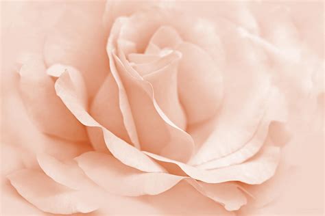 Peach Ballerina Rose Flower Photograph By Jennie Marie Schell Fine