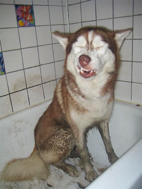 Just Say No To Bathtime Love This Huskys Face Animal