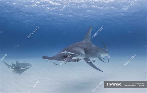 Great Hammerhead Shark Swimming With Nurse Sharks In Background — Under