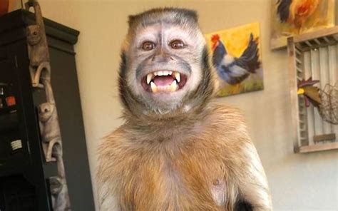 176 Milyon Takipçili Tiktok Fenomeni Maymun George Hayatını Kaybetti