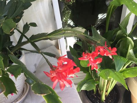 Department of agriculture plant hardiness zones 10b through 11, and they can be grown as houseplants in all holiday cacti have no true leaves; Christmas Cactus. ~ My GARDENING