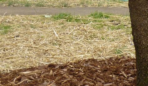 Why Use Straws On New Grass Seed Lawn And Landscaping In Dc Maryland