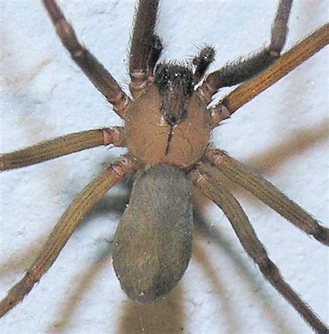 Brown Recluse Spider Venomous Photo Mark Dreiling Photos At
