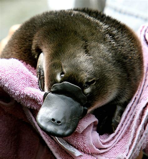 Australias Irreplaceable Platypus Threatened By Dams Study Lcanews