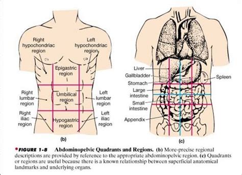 The anatomical basis of clinical practice. Abdominal Cavity Chart - Human Anatomy Body