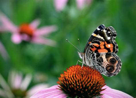 Painted Lady Butterfly Is Generally Very Large And Have Broad Wings
