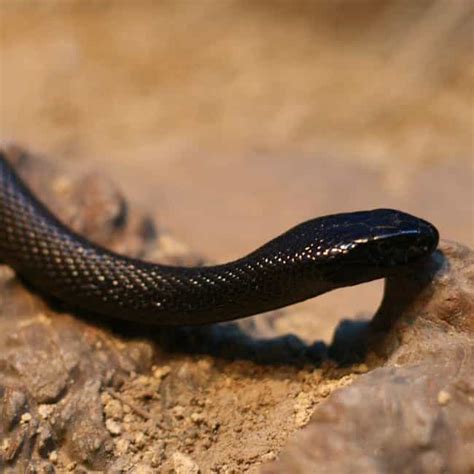 21 Of The Most Venomous And Poisonous Snakes In The World