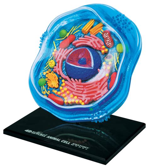 Tedco Toys 4d Science Animal Cell Anatomy Model Science Toys Online