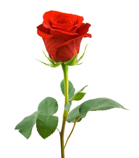 Single Red Rose Long Stem Delivery