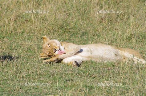 ケニア アンボセリ国立公園 ライオン 写真素材 [ 833973 ] フォトライブラリー photolibrary