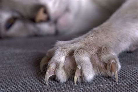 Why Declawing Your Cat Is Cruel And Why Its Time To Stop